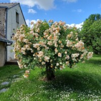 Cette photo IMG-20240530-WA0000.jpg, a été réduite de 32.68 % le Mardi 18 Novembre 2025 à 09:11 par Emjysoft Photo Réducteur v6.0 à télécharger sur https://www.emjysoft.com/